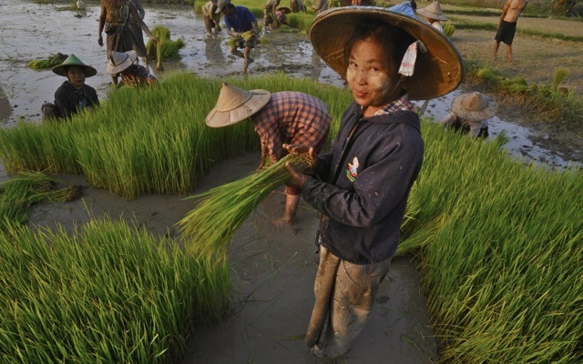Transplanting rice duguid 790 xxx